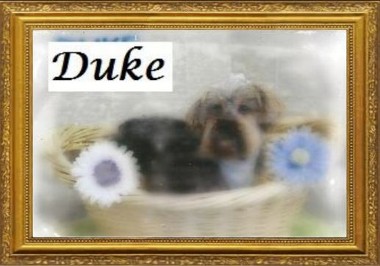 Duke 2015